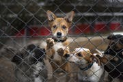 Immer öfter werden Hunde übers Internet gekauft. (Bild: Keystone)