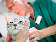 Jede Katze, die nicht elektronisch identifiziert ist, soll ohne Einverständnis der Besitzer kastriert werden können. (Bild: KEYSTONE/LAURENT GILLIERON)