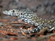 Ein Waran hat in Australien bei einem Angriff zwei Menschen verletzt und einen Hund getötet. (Bild: KEYSTONE/WALTER BIERI)