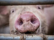In Sibirien sind wegen eines Stromausfalls 5000 Schweine gestorben. (Bild: KEYSTONE/MELANIE DUCHENE)