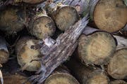Der Borkenkäfer hinterlässt in der Rinde ein charakteristisches Muster. (Bild: Urs Flüeler/Keystone)