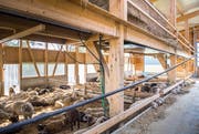 Der Schafstall in Herrenhof. (Bild: Andrea Stalder (16. Oktober 2018))