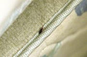 Eine Bettwanze ist 3,8 – 5,5 mm gross, saugt Blut und lebt in Ritzen im Zimmer. (Bild: Keystone)