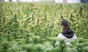 Je länger eine Hanfpflanze wachsen kann, desto mehr CBD und weniger THC enthält sie bei der Ernte. (Bild: Andrea Stalder)