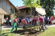 Ein Maulbeerbaum soll an das Jubiläum erinnern. (Trudi Krieg)