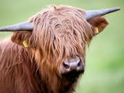 Hochlandrinder haben andere Fressgewohnheiten als produktionsorientierte Rinderrassen. Über ihr Fell verbreiten sie zudem Samen. Das prägt die Vegetation auf Weiden. (Bild: KEYSTONE/MANUEL LOPEZ)