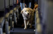 In den USA werden Hunde und andere Tiere, die psychisch kranken Passagieren gehören, kostenlos befördert. (Bild: AP Photo/Julio Cortez)