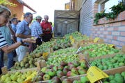 Breite Auswahl: Die Festbesucher konnten Früchte probieren, die in der Obstsortensammlun wachsen. (Bild: Trudi Krieg)