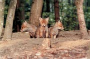 Wie gestellt: Drei junge Füchse bei Wolfertswil, die Norbert Weishaupt 1984 vor die Linse gekommen sind. (Bilder: Norbert Weishaupt)