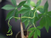 Dass Pflanzenwurzeln der Schwerkraft folgen, ist nicht selbstverständlich. Erst Samenpflanzen entwickelten vor 350 Millionen Jahren das Sensorium dafür. Forscher wollen die Einsicht in den Mechanismus dazu einsetzen, dürreresistentere Pflanzen mit besonders tiefen Wurzeln zu züchten. (Bild: Keystone/MARTIN RUETSCHI)