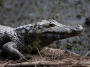 Nach Überschwemmungen sind in Indien Krokodile in einer Stadt aufgetaucht. (Bild: KEYSTONE/AP/JORGE SAENZ)