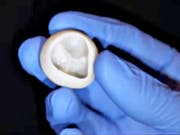Silikon-Herzklappen aus dem 3D-Drucker hat vor ein paar Tagen die ETH Zürich präsentiert. Nun legen US-Forscher nach: Sie haben aus dem 3D-Drucker funktionierende Herzklappen aus biologischem Material, nämlich Kollagen, hergestellt. (Handout) (Bild: Carnegie Mellon University College of Engineering)
