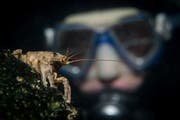 Nicht nur Fische sind im Bodensee zu entdecken. (Bild: Tino Dietsche)