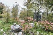Blick ins Pärklein neben dem Naturmuseum, das im Hintergrund zwischen den Bäumen zu erahnen ist. (Bild: Hanspeter Schiess - 1. Oktober 2018)