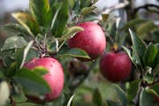 Die beliebte Sorte Braeburn eignet sich gut für die Lagerung. (Archivbild: Manuela Jans-Koch)