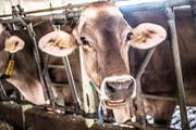Eine Milchkuh im Stall des landwirtschaftlichen Bildungs- und Beratungszentrums Arenenberg.