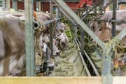 Blick in die landwirtschaftliche Fachmesse Tier & Technik auf dem Olma-Areal. Sie wird jetzt durch den digitalen Treffpunkt Farming.plus ergänzt. (Bild: Hanspeter Schiess - 19. Februar 2015)