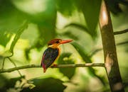 Auch der Orientalische Eisvogel verspeist gern Fische. Bild: Manoj Narayanan