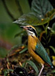 Die Bengalen-Pitta brütet am Fusse des Himalaja und überwintert in Südindien. Bild: Manoj Narayanan