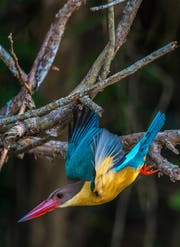 Der Storchschnabel-Eisvogel ist ein geschickter Jäger. Bild: Manoj Narayanan
