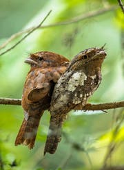 Gut getarnt ist das grau-braune Ceylon-Froschmaul. Bild: Manoj Narayanan