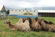 Unverhofft ist Lustenau um eine Attraktion reicher: Für einen Blick auf die Zirkuskamele des Circus Beat Breu fahren viele kurz auf den Parkplatz vor dem McDonald’s. (Bild: Gernot Grabher)