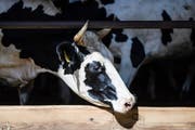 Renditeobjekt Rind: Für 38 Franken kann man in Südafrika Anteile an einer Kuh kaufen. (Symbolbild: EPA)
