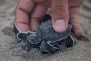 Mehr als eine Million Arten gelten laut der Roten Liste der Weltnaturschutzorganisation IUCN als vom Aussterben bedroht. Bild: Shutterstock
