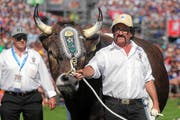 Siegermuni Kolin wird während des Schwingens durch die Arena geführt. (Bild: swiss-image.ch/Photo Andy Mettler, Zug, 24. August 2019)
