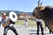 In schönste Licht gesetzt wird Siegermuni Kolin vom Starfotografen Toto Marti bei der Präsentation des Gabentempels Anfang August 2019. (KEYSTONE/Walter Bieri)
