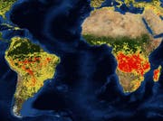 Aufgezeichnete Feuer im Monat August. Je röter, desto häufiger treten Feuer auf. (Bild: nasa/firms)