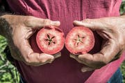 Eine Apfelneuzüchtung mit rotem Fruchtfleisch. Diese Sorte ist noch nicht auf dem Markt. (Bild: Andrea Stalder)