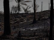 Die brasilianische Regierung hat die internationale Hilfe zur Bekämpfung der Waldbrände im Amazonasgebiet abgelehnt . (Foto:Leo Correa/AP) (Bild: KEYSTONE/AP/LEO CORREA)