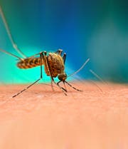 Eine Utopie könnte wahr werden: Dank Genmanipulation sollen Malaria-Mücken ausgerottet werden können. (Bild: Shutterstock)
