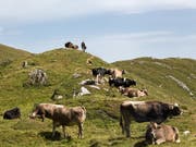 Wanderer müssen sich beim Durchqueren von Alpweiden an bestimmte Regeln halten. Das Oberlandesgericht Innsbruck hat dem Opfer einer Kuh-Attacke eine Mitschuld zugesprochen. (Bild: KEYSTONE/ARNO BALZARINI)
