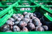 In weiten Teilen der Ostschweiz ist die Zwetschgenernte gestartet. Dieser Landesteil ist das wichtigste Anbaugebiet für Tafelzwetschgen der Schweiz. (Bild: Reto Martin - 24. August 2017