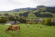 Das Dorf Unterwasser liegt schon dezentral. Da gibt es sogar Kühe. (Bild: KEYSTONE/Gian Ehrenzeller)