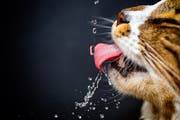 Ist es heiss, haben auch Katzen mehr Durst. (Bild: Shutterstock)