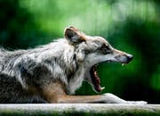 Der Wolf wird bei den Landtagswahlen zum Politikum. (Symbolbild: EPA)