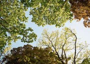 Eiche und Ahorn werden in den Luzerner Wäldern in den nächsten Jahren tendenziell zulegen, weil sie besser mit Hitze und Trockenheit umgehen können. (Bild: LAIF/Andrea Kuenzig)