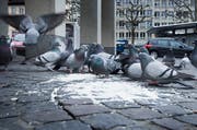 Tauben füttern ist in der Stadt unnötig und führt meist über kurz oder lang zu Problemen. (Bild: Jakob Ineichen - 30. Januar 2015)