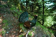 Das Auerhuhn, das im Gebiet Höhronen brütet, gilt als stark gefährdet. (Bild: PD)