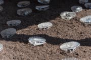 Die sirrenden Muscheln auf dem Erdboden. (Bild: Lisa Jenny)