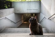 Sie dürfte ein Zuhause haben: Eine offensichtlich gut genährte und gesunde Katze am Rand der St.Galler Altstadt. (Bild: Adriana Ortiz Cardozo - 14. Mai 2019)