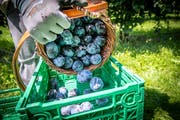 Von Juli bis Oktober ist Zwetschgensaison: Ernte in Häggenschwil. (Bild: Urs Bucher - 14. August 2019)