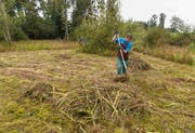 Jeden Herbst mähen und heuen Freiwillige des Naturschutzvereins Stadt St.Gallen Schutzgebiete wie das Flachmoor Hubermoos. Auch für den Einsatz vom 14. September an diesem Ort werden noch Helferinnen und Helfer gesucht. (Bild: WWF/Fabian Meyer)