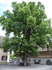 Trotz starker Schädigung soll die Ulme im Schulhof Rosenegg erhalten bleiben. (Bild: PD)