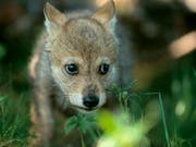 Die Geburt von mindestens drei Wolfswelpen ist im Waadtländer Jura festgestellt worden. (Bild: KEYSTONE/PHOTPRESS/WWF/STAFFAN WIDSTRAND)