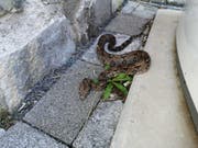 Die Schlange, die in Flüelen gefunden wurde, dürfte eine Boa Constrictor sein. (Bild: Amt für Umweltschutz Kanton Uri)