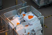 Pakete von Zalando in einem Korb im Paketzentrum der Schweizerischen Post. Bild: Peter Klaunzer/Keystone (Härkingen, 3. Juni 2019)